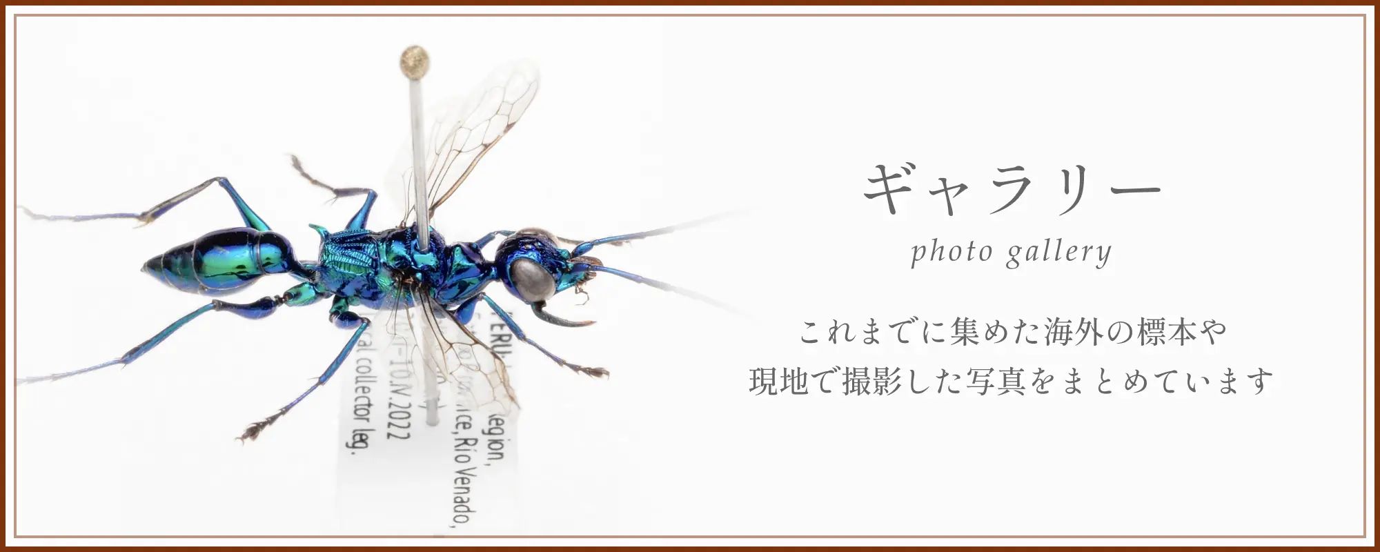 ギャラリーページ。これまでに集めた海外の標本や、現地で撮影した写真をまとめています