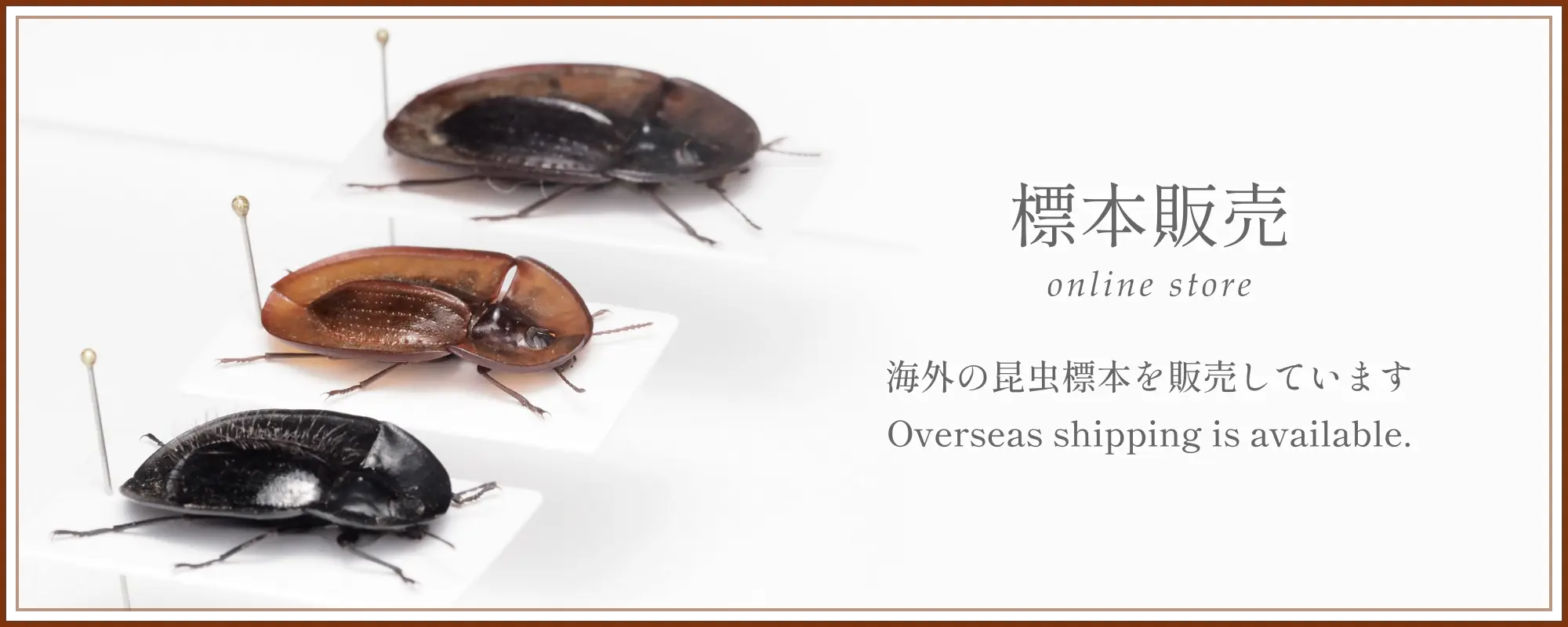 標本販売ページ。海外の昆虫標本を販売しています。Overseas shipping is available.