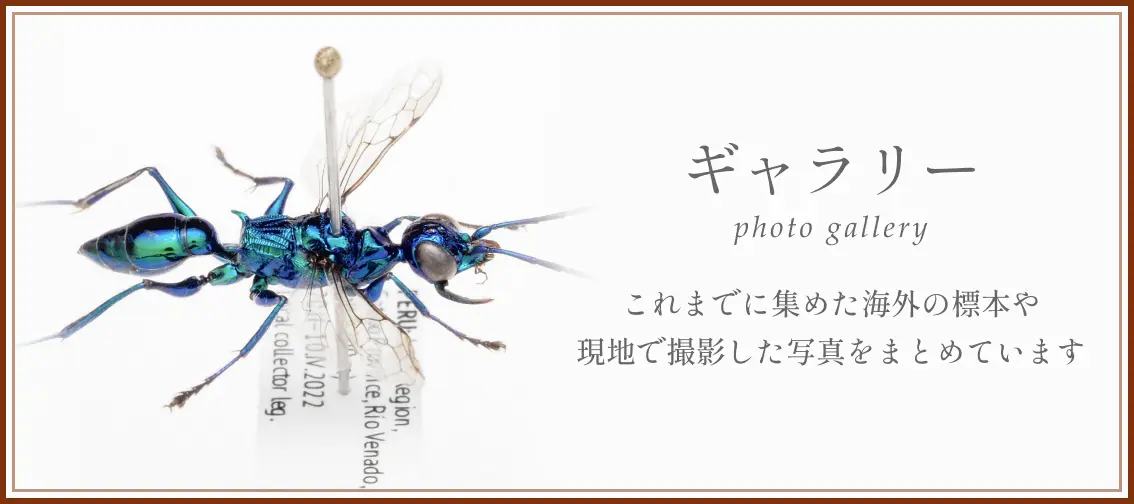 ギャラリーページ。これまでに集めた海外の標本や、現地で撮影した写真をまとめています