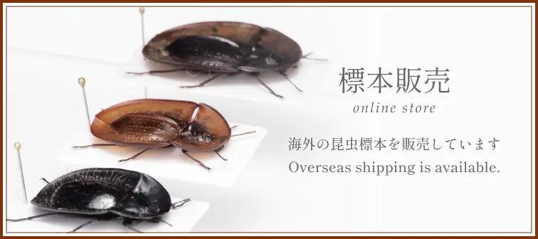 標本販売ページ。海外の昆虫標本を販売しています。Overseas shipping is available.