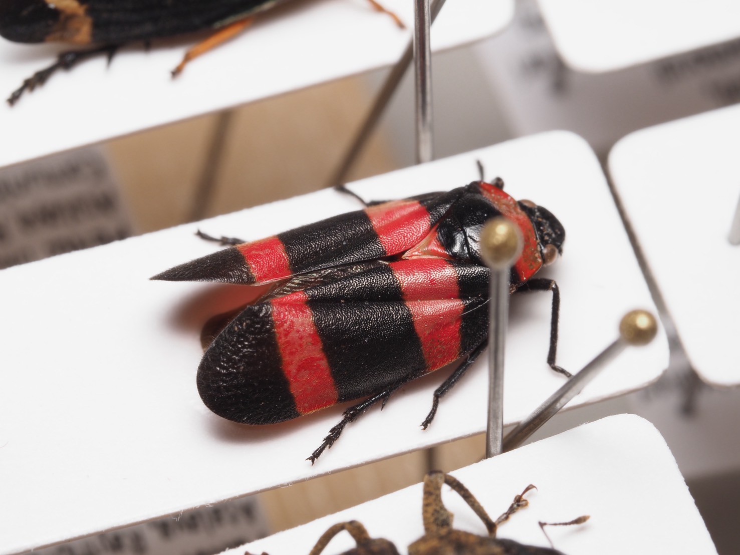 後で削除2　ぞうむし