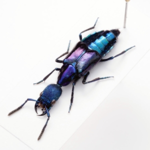 Staphylinidae gen. sp. / Peru