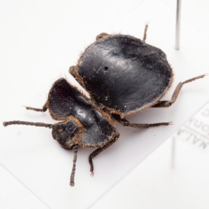 Tenebrionidae gen. sp. / Malawi