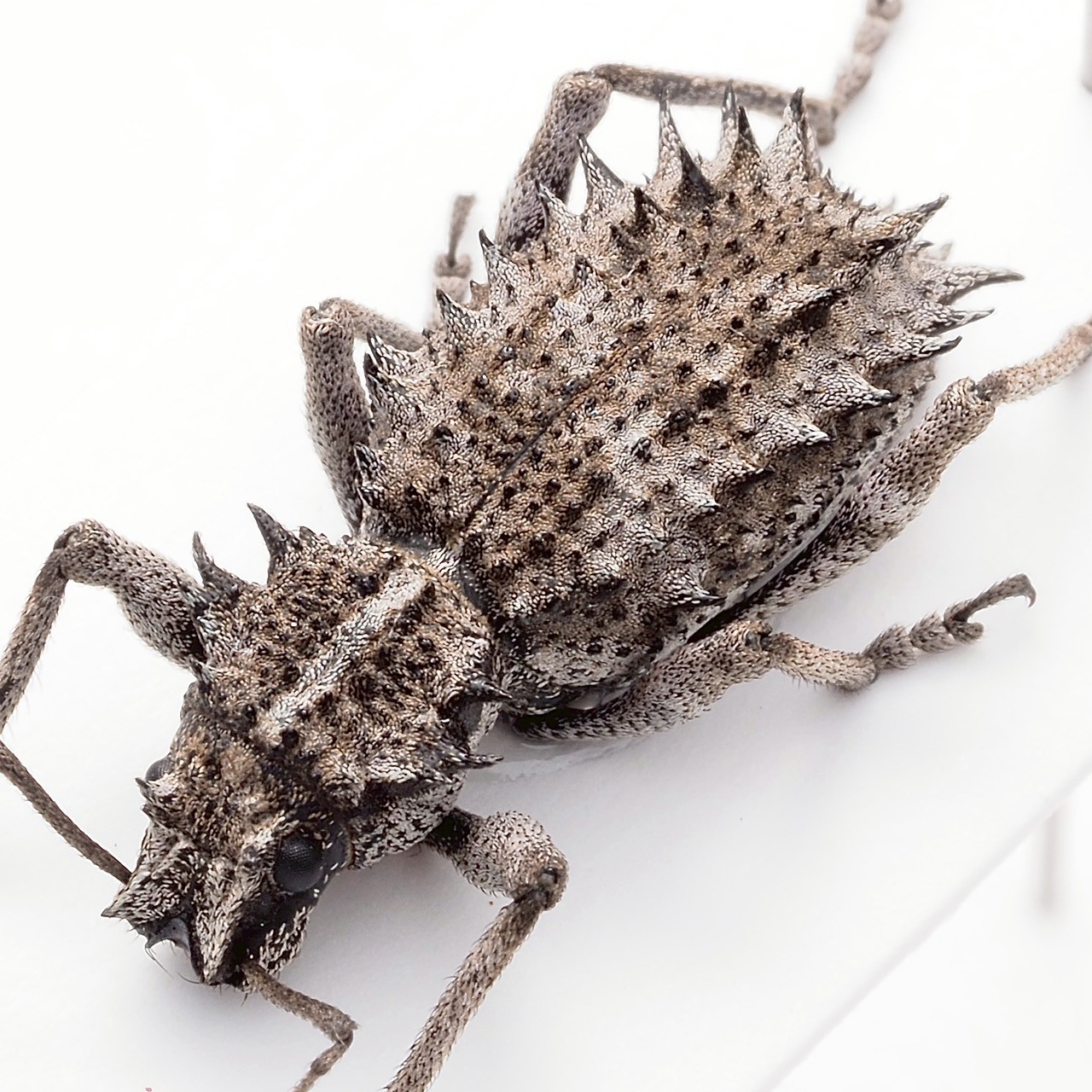 ブログタイトル