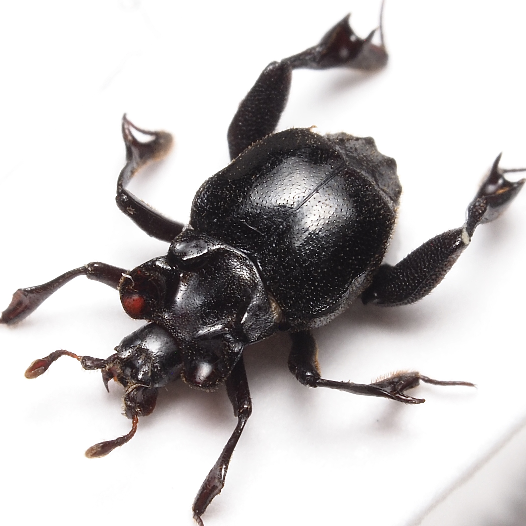 好蟻性・好白蟻性