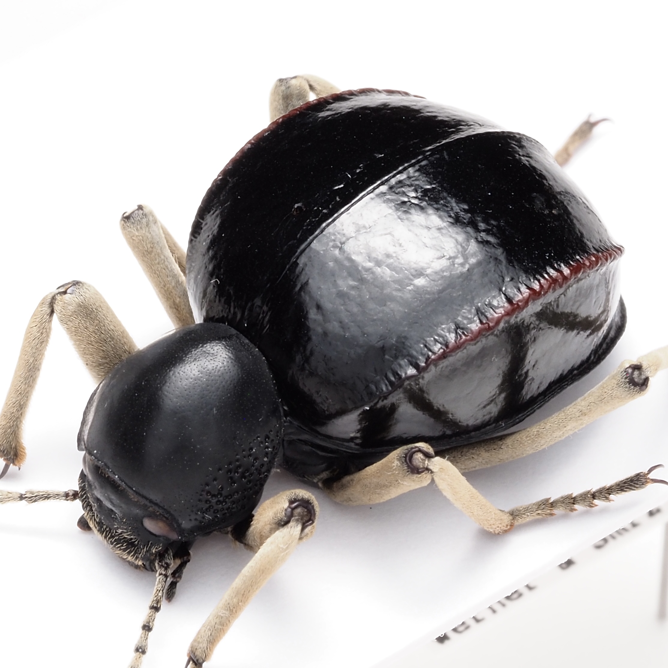 ゴミムシダマシ