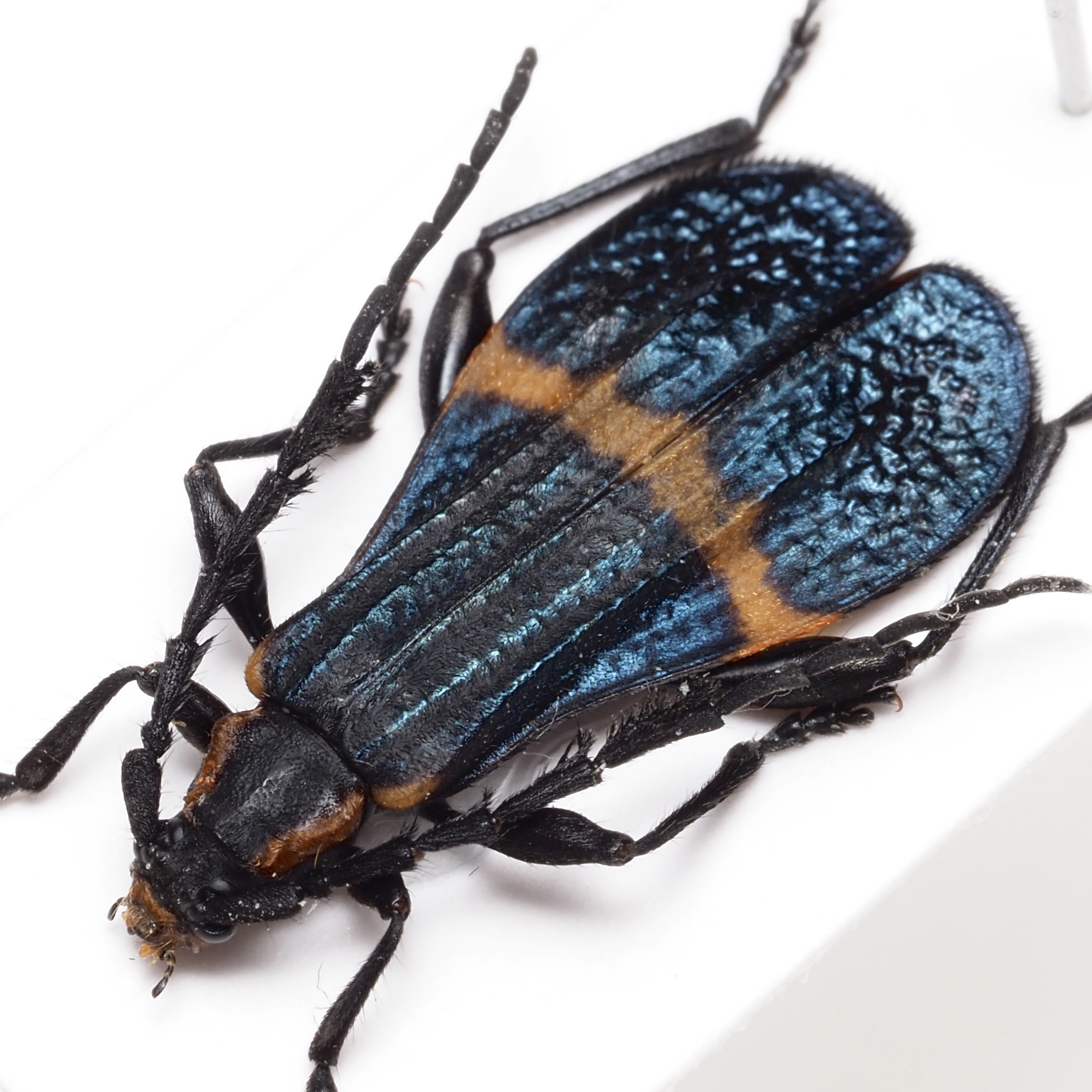 ベニボタル擬態