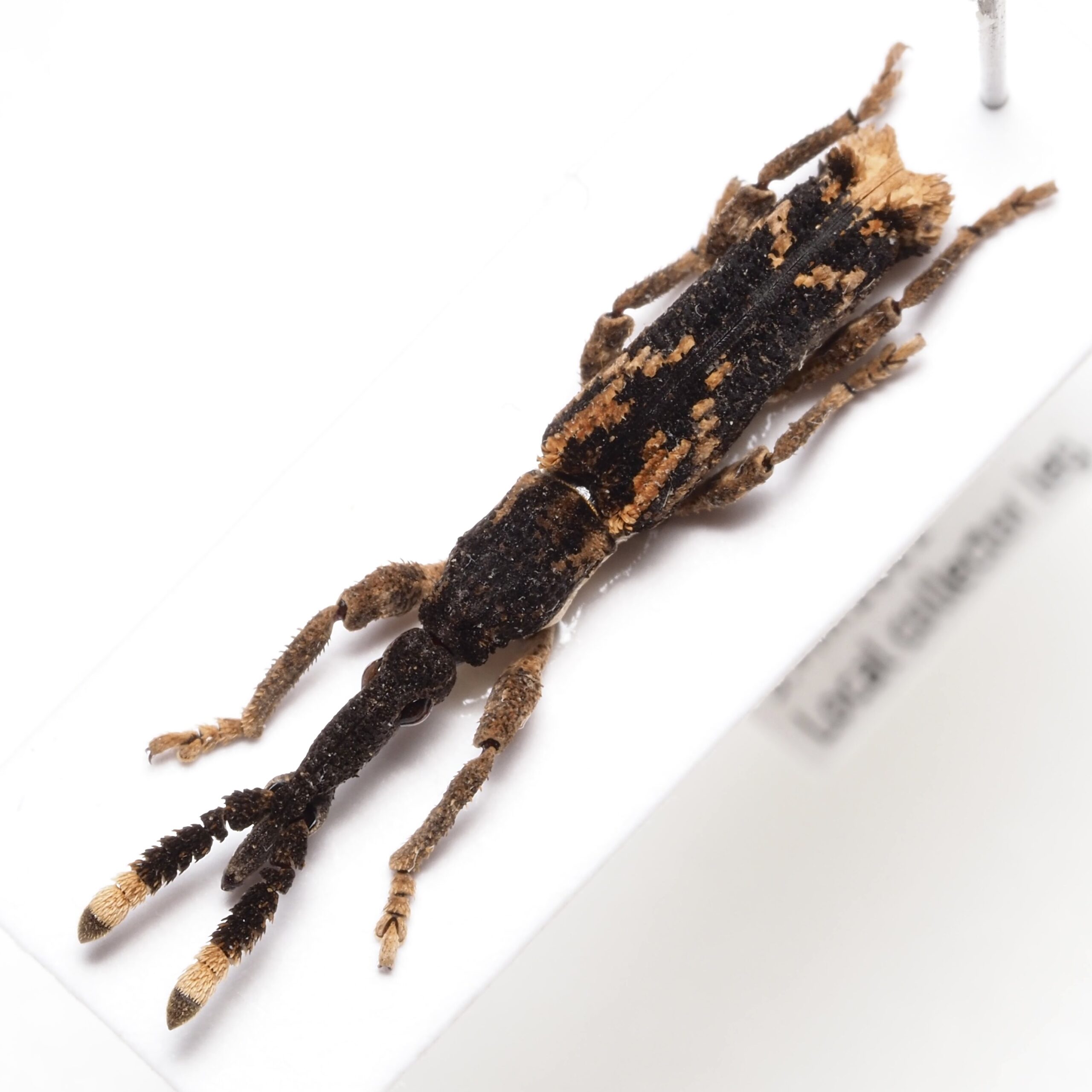 ミツギリゾウムシ