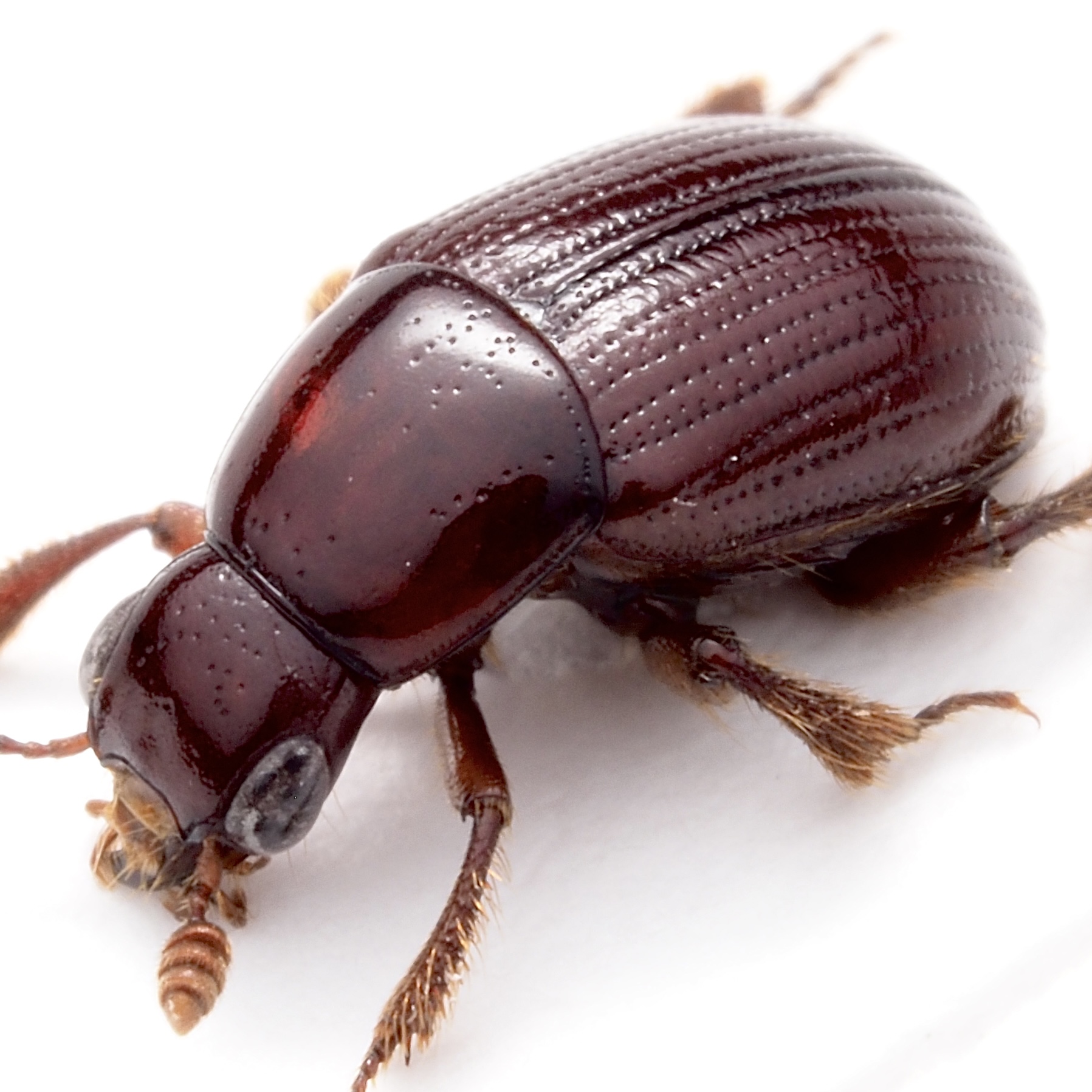 タマキノコムシ