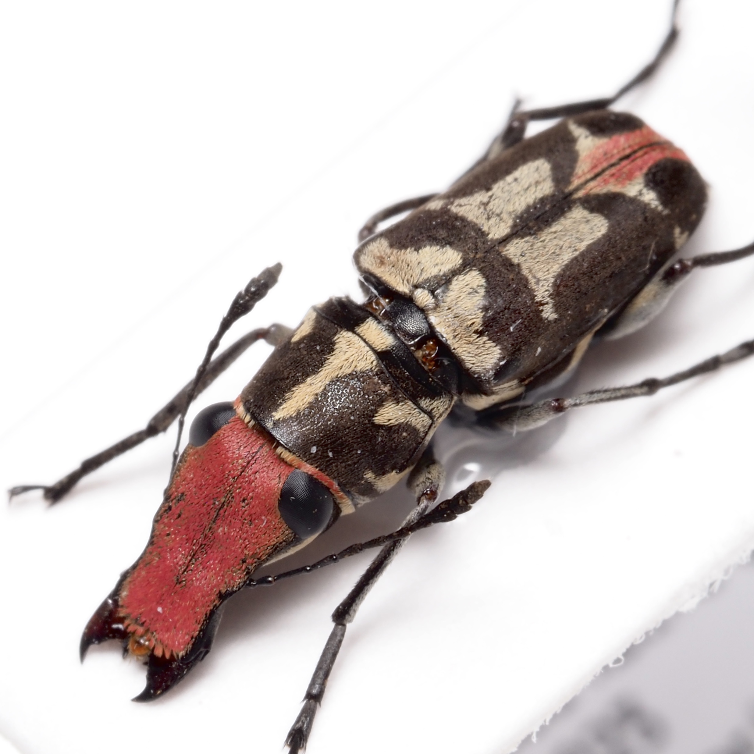 ヒゲナガゾウムシ