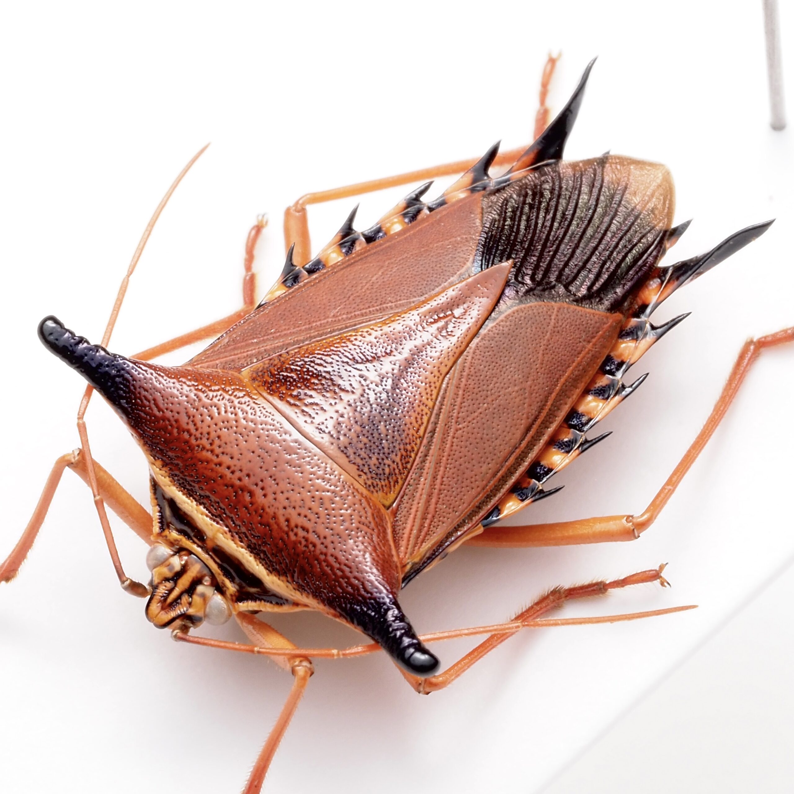 カメムシ・サシガメ