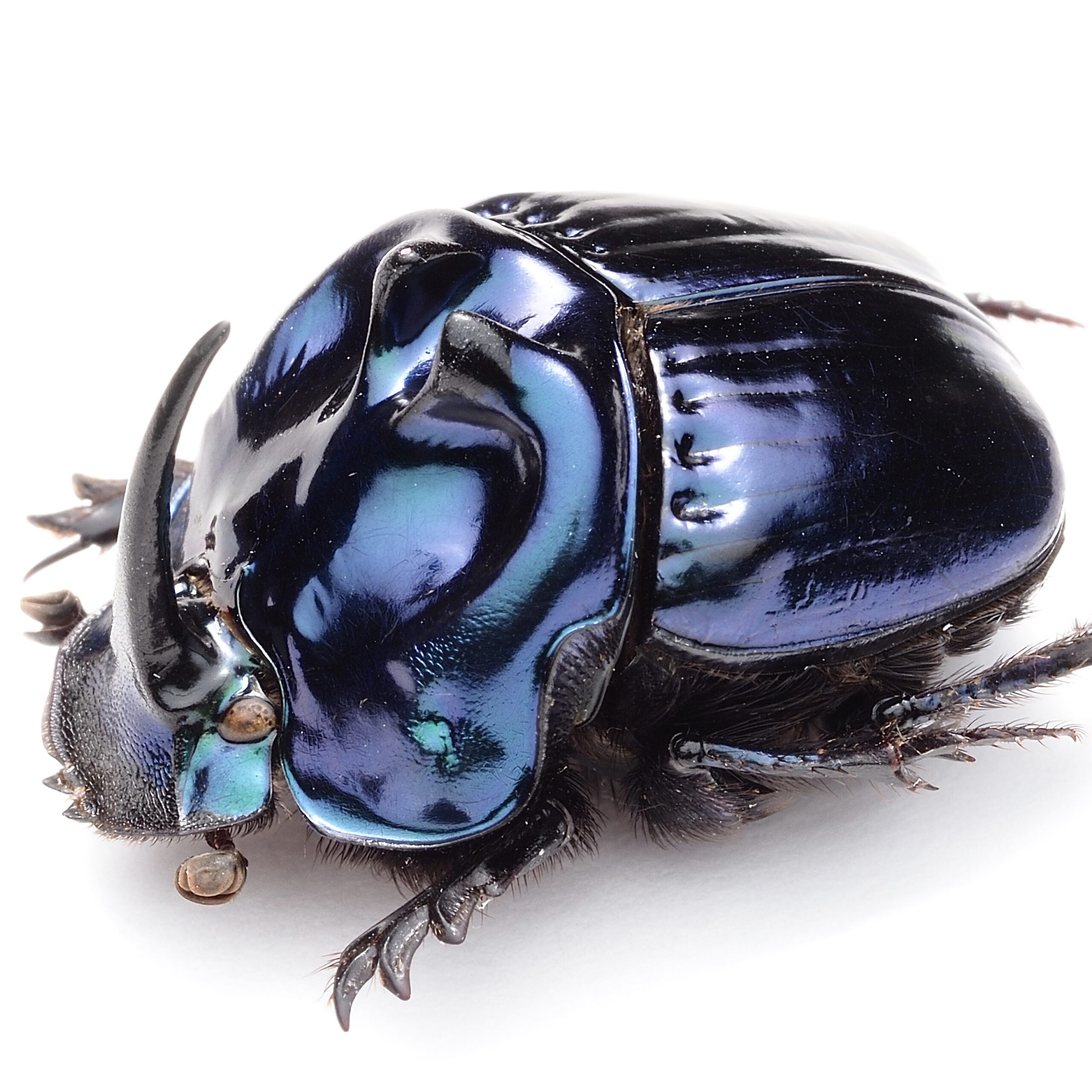 フンチュウ・コガネ