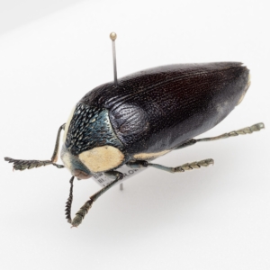 Sternocera orissa monacha? ? Malawi