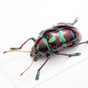 Spilopyra stirlingi / Australia