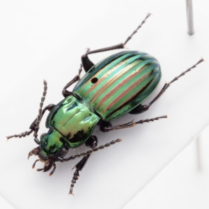 Aristochroa cf. perelegans / China