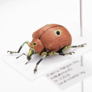 Chloropholus cf. bioculatus / Madagascar