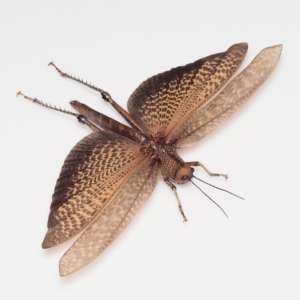 Tropidacris cristata / Peru