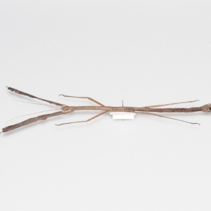 Hermagoras sp.? / Malaysia