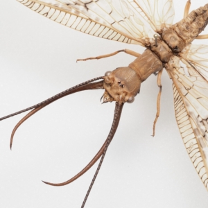 Corydalus sp. / Peru