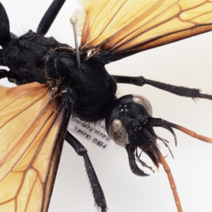 Pepsini gen. sp. / Peru