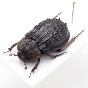 Omorgus howdenorum / Australia