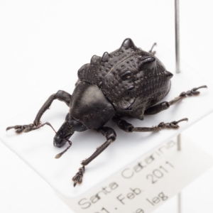 Sternechus tuberosus / Brazil