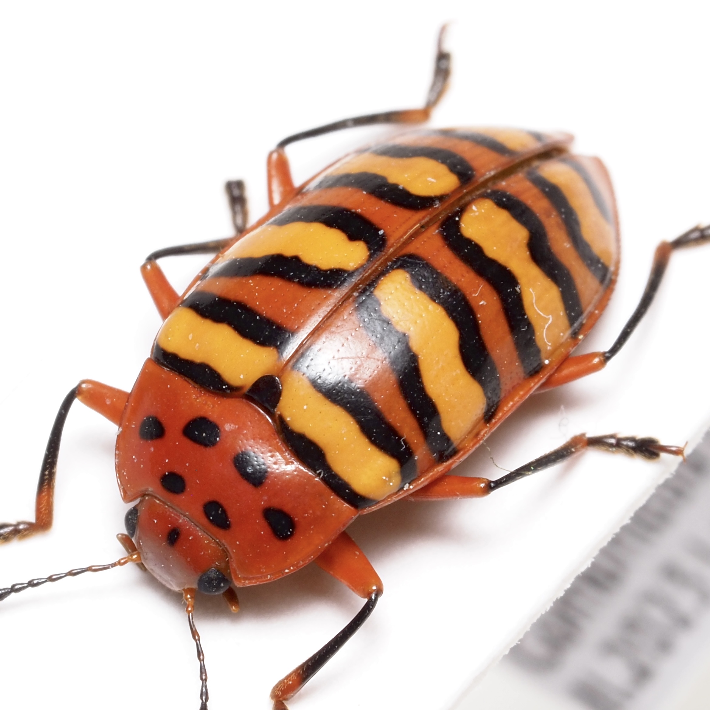 オオキノコムシ