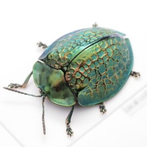 ブラジルのブローチハムシ Stolas sp. Brazil