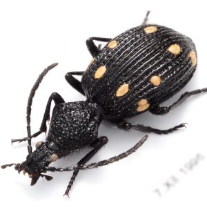 オサムシ・ゴミムシ