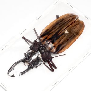 パッキング標本