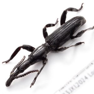 好蟻性・好白蟻性