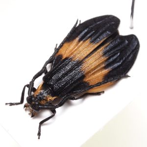 ベニボタル擬態